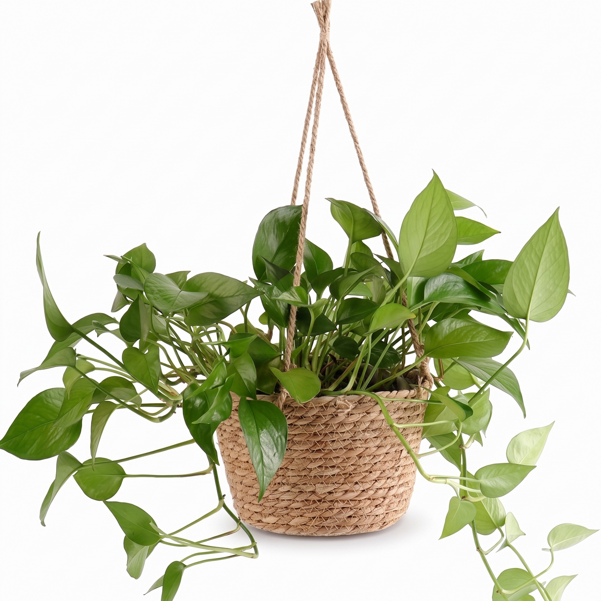 Suspension pour plante en macramé de jute sur fond blanc